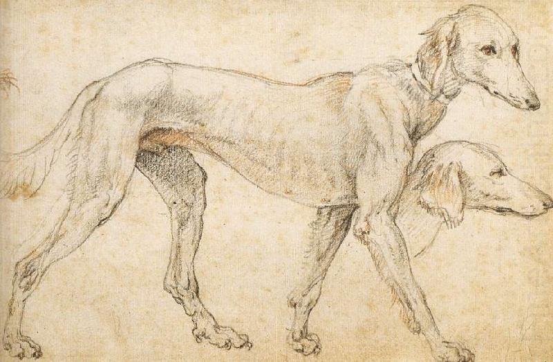 ZUCCARO Federico Studies of a Greyhound china oil painting image